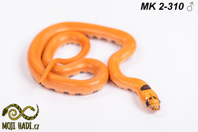 hadi na prodej, mládě, český chov hadů, odchov hadů, mojihadi.cz, Lampropeltis, mexcampb, magmaking, lampropeltis hybrid, lampropeltis mexicana, lampropeltis triangulum campbelli, special snakes, Mexican Kingsnake, Pueblan Milksnake, korálovka, best of snakes